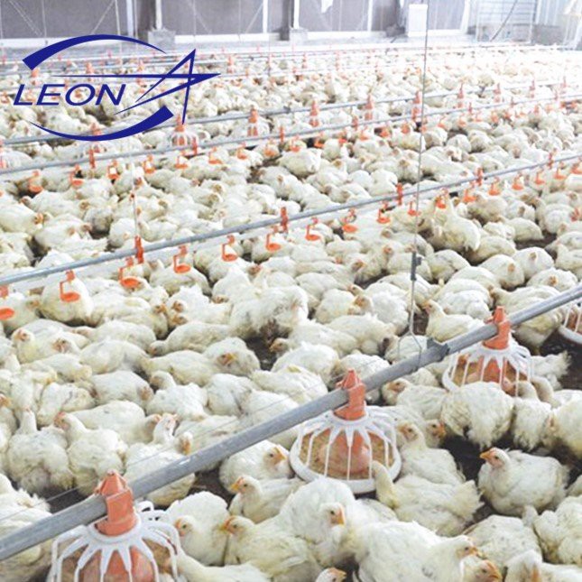 Équipement d'élevage de poulets contrôlé intelligent et automatique