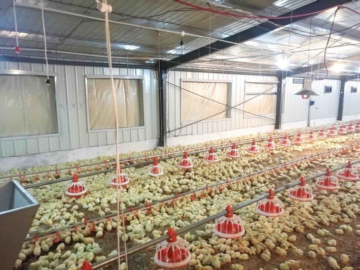 Durable Broiler Pan Feeding System