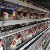 Poulet à griller en cage