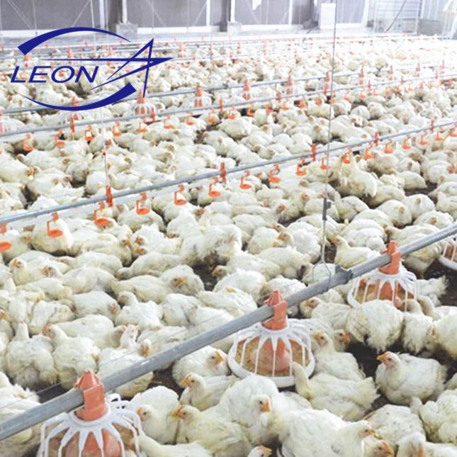 Le dernier modèle de système d'alimentation entièrement automatisé pour poulets de chair en 2021
