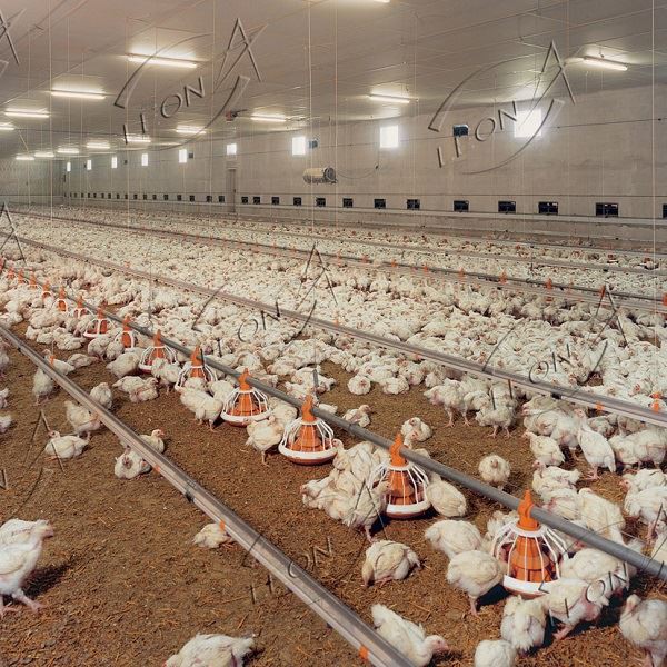 Poultry Equipment Price Broiler House System Poultry Farming