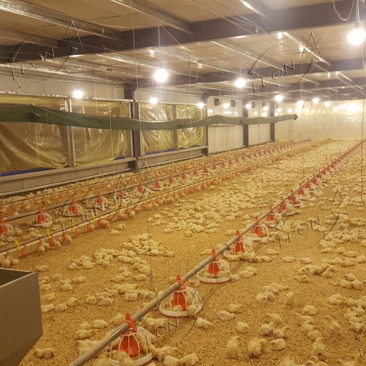 Poultry Equipment Price Broiler House System Poultry Farming