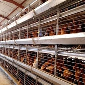 cage de batterie de poulet