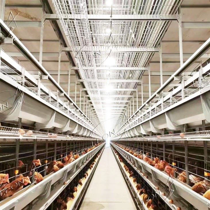 H Type Poultry Cages For Layer Chickens