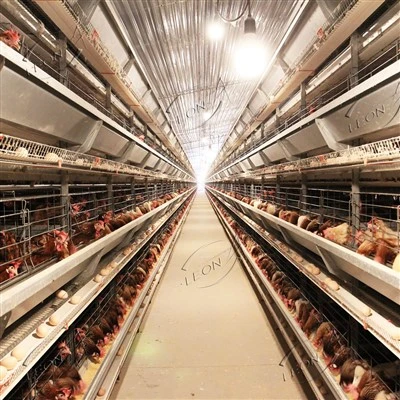 Système de cages en batterie pour poulets de type H