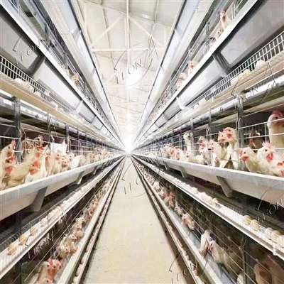 Cage de poulet de type h de haute qualité